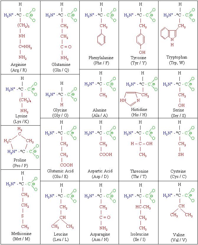 Amino Acid Structure Chart