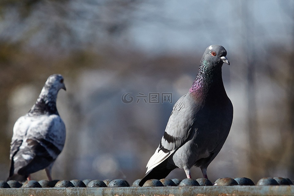 taube,tauben,vogel