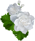 Gardenia Clip Art  - High-quality PNG Clipart Image from ClipartPNG.com