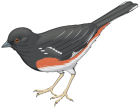 Grey Bird PNG Clipart - High-quality PNG Clipart Image from ClipartPNG.com