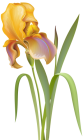 Iris Flower PNG Clip Art  - High-quality PNG Clipart Image from ClipartPNG.com