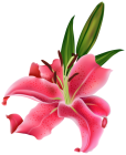 Lily Pink Flower PNG Clipart  - High-quality PNG Clipart Image from ClipartPNG.com