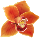 Orange Orchid PNG Clipart  - High-quality PNG Clipart Image from ClipartPNG.com