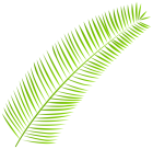 Palm Leaf PNG Clip Art - High-quality PNG Clipart Image from ClipartPNG.com