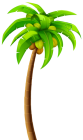 Palm PNG Clip Art - High-quality PNG Clipart Image from ClipartPNG.com