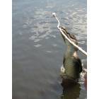 Marrero: Jumping alligator - Laffite Swamp Tours Marrero, La