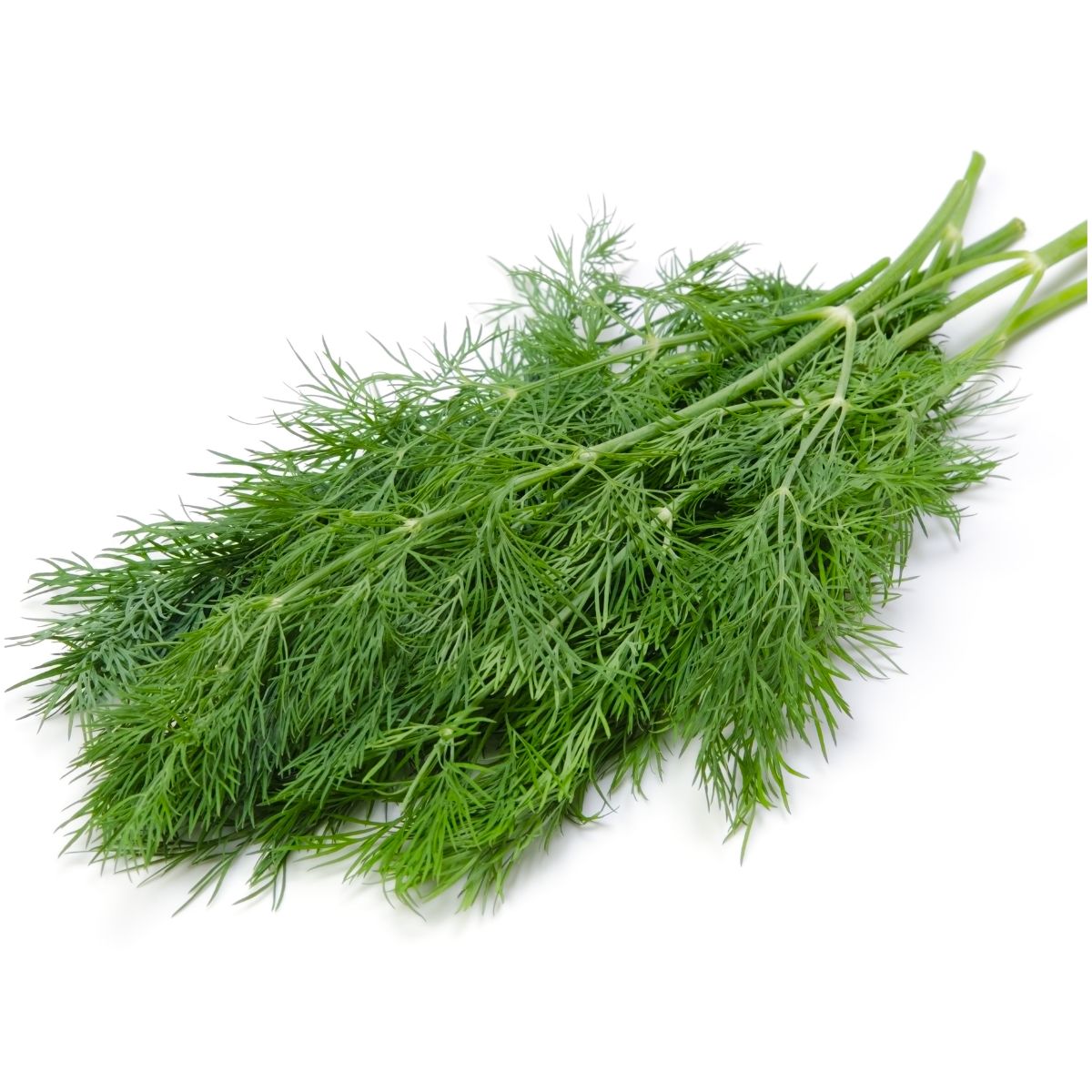 Dill Bunch