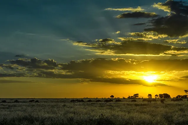 Using his camera skills, Marc meters the background sky in order to achieve the beautiful black silhouettes of the wildlife, Africa, 2010-2016. A photographer has travelled around Africa for six years to capture striking silhouettes of lions, giraffes and birds. Australian wildlife photographer, Marc Mol took the series of pictures in various areas of Africa; including Botswana and Kenya to Tanzania and Zambia. Whether grazing, hunting or resting, the animals' daily activities are transformed into something majestic when cast against golden evenings and pink dawns. (Photo by Marc Mol/Barcroft Images)