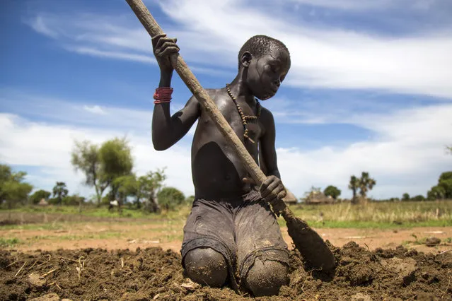 Nyibol Lual, 13 years old, helps her family to prepare the land for cultivation on May 31, 2017, in Panthau, Northern Bahr al Ghazal, South Sudan. The family has a small land where they cultivate sorghum. An estimated 63 per cent of the population in Northern Bahr al Ghazal is experiencing severe food insecurity, according to the latest Integrated Food Security Phase Classification (IPC) report. The situation is particularly bad in Aweil West and Aweil South counties, where the exhaustion of household food stocks and growing dependence on financially inaccessible markets have left the population facing Emergency levels of food insecurity. (Photo by Albert Gonzalez Farran/AFP Photo)