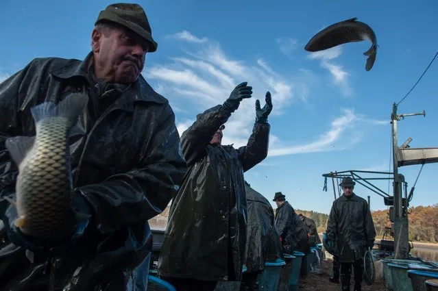 Czech fishermen sort fish during the traditional Carp haul at Lake of Dvoriste near Smrzov village, Czech Republic, 02 November 2015. Carp, the traditional Czech Christmas Eve dinner, is harvested primarly from the region of southern Bohemian lakes. (Photo by Filip Singer/EPA)