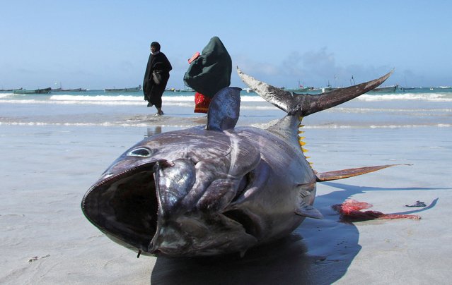 Somali women walk near a fish put on display by fishermen at the Liido beach in Mogadishu, Somalia on May 13, 2024. (Photo by Feisal Omar/Reuters)