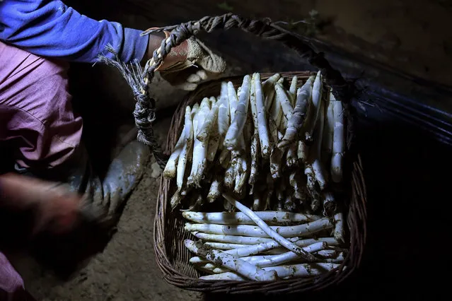 In this Thursday, May 31, 2018 photo, a temporary worker using a lantern collects white asparagus from a field in Caparroso, around 85 km (52 miles) from Pamplona, northern Spain. (Photo by Alvaro Barrientos/AP Photo)