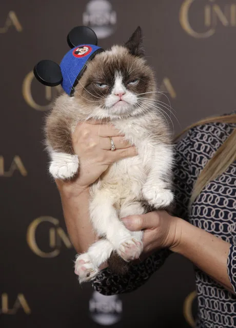 Grumpy Cat attends the World Premiere Of "Cinderella" on Sunday, March 1, 2015, in Los Angeles. (Photo by Todd Williamson/Invision/AP)