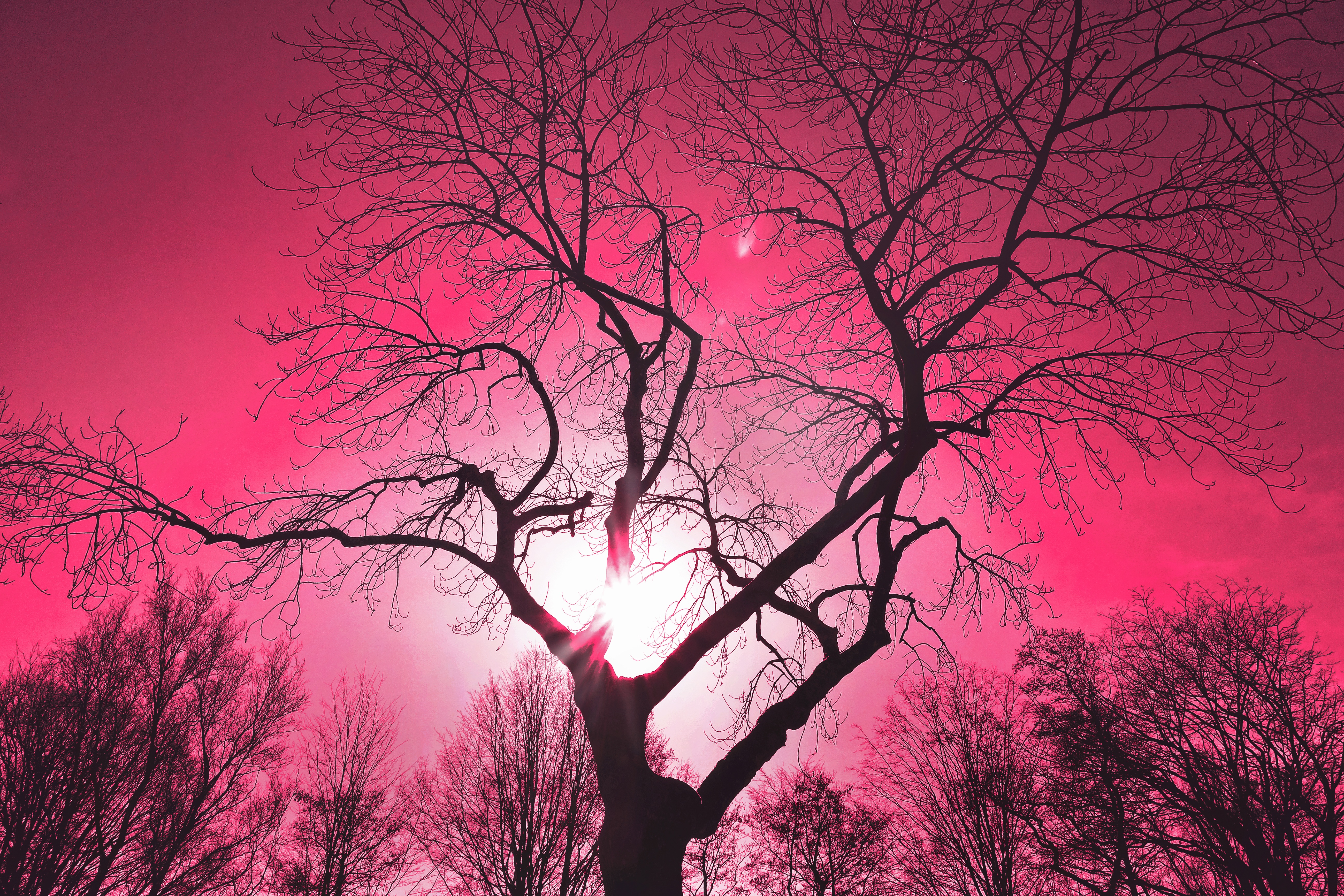 Tree Top Silhouette and pink sky free image download