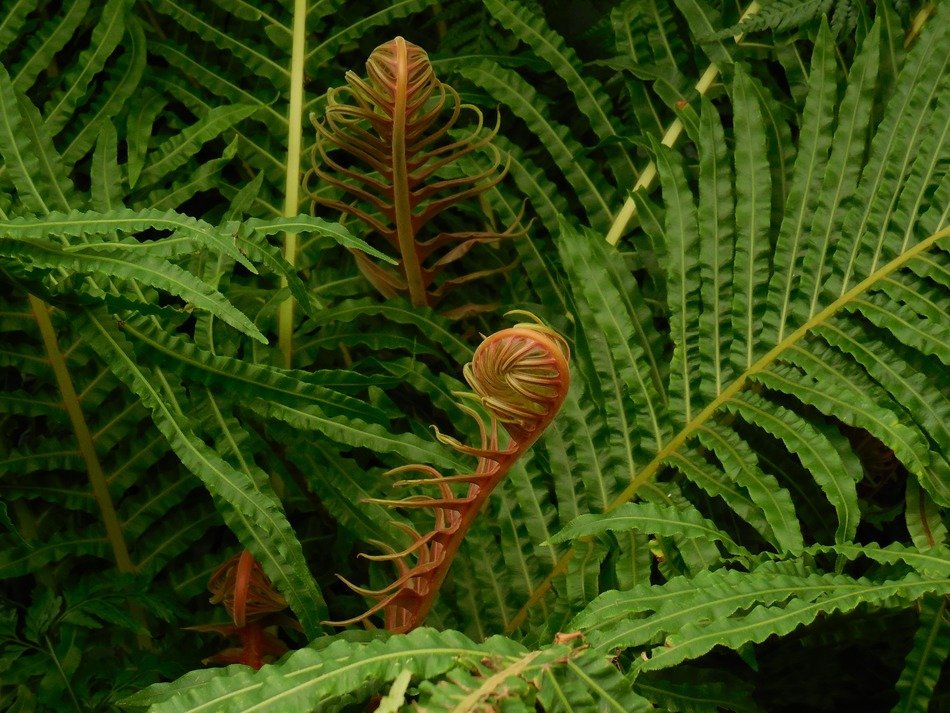 brown new fern leaves