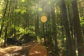 Jeep Forest Woods Sun rays