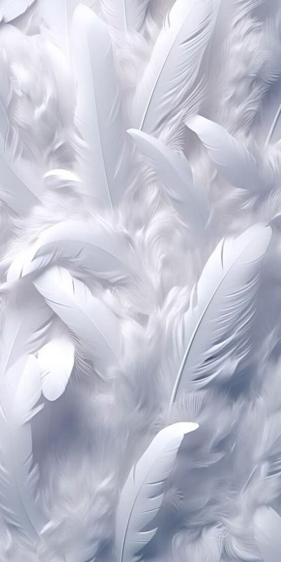 White Wallpaper, Feathers, Monochromatic, Digital Art, HD Pictures, Download