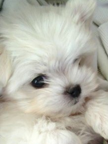 Oscar - cute Maltese puppy