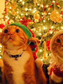 Funny Christmas Cats