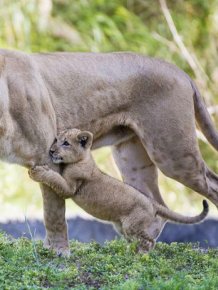 Zoo Miami's New Lion Cub K'wasi