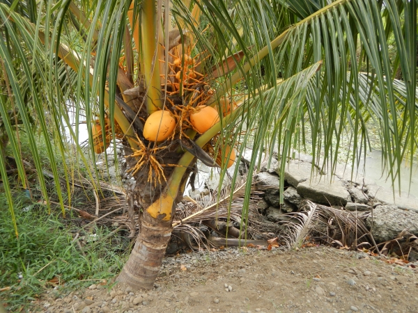 Real Palm Tree With Coconuts