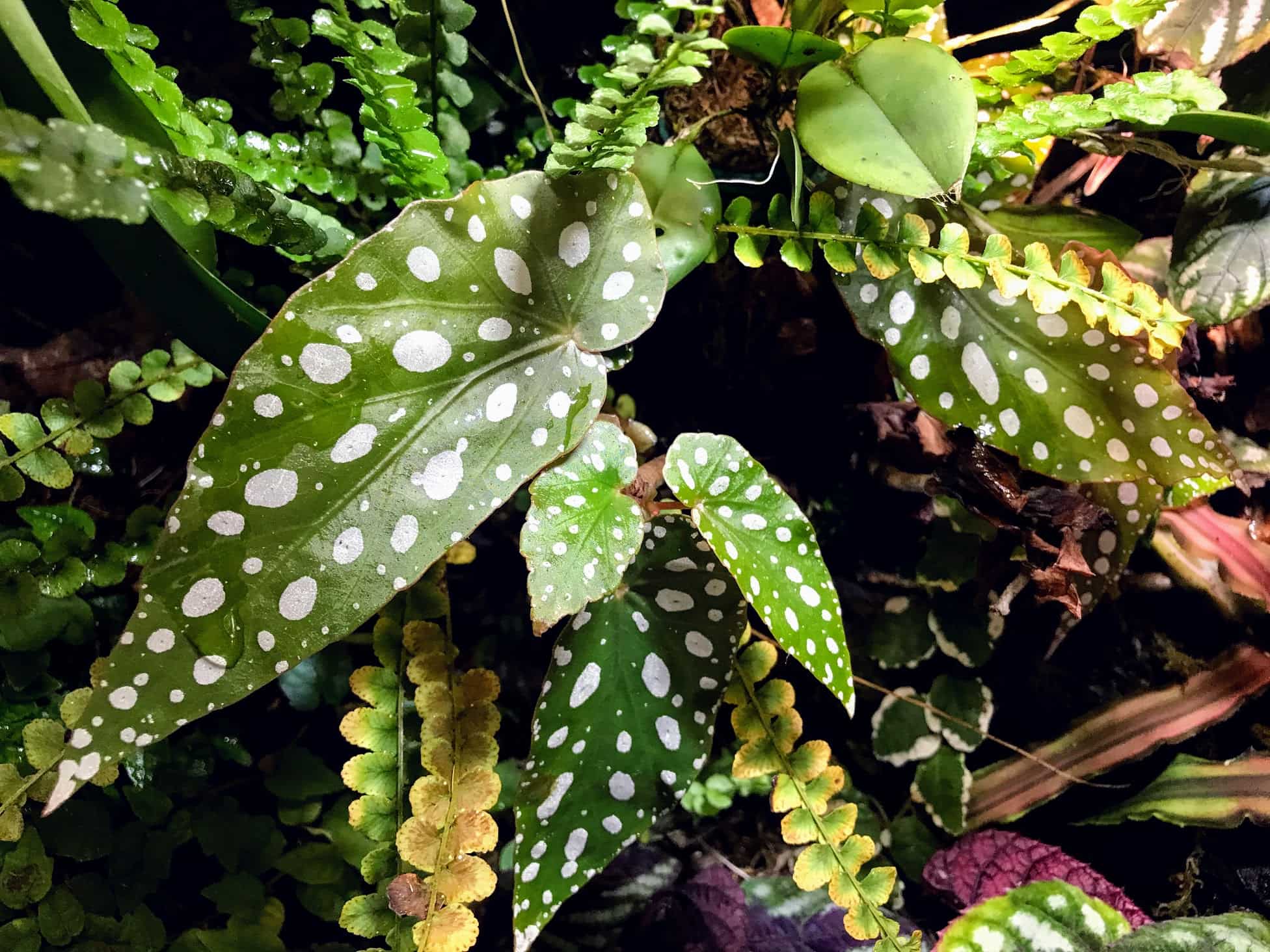 Begonia Maculata