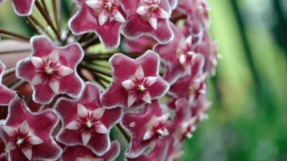 Hoya Pubicalyx