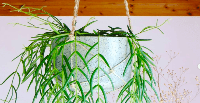 Hoya Linearis Plant Care