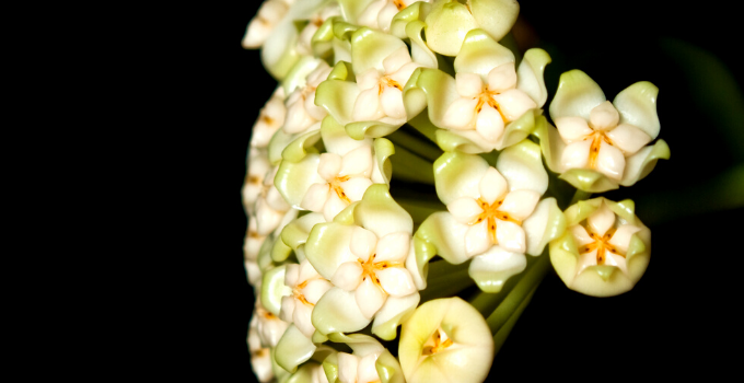 Hoya Pachyclada Plant Care