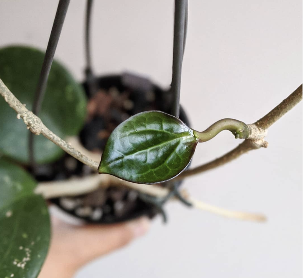 Hoya Latifolia