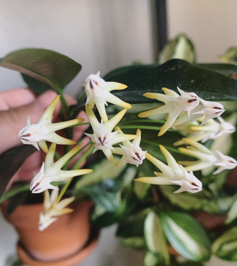 Hoya Multiflora