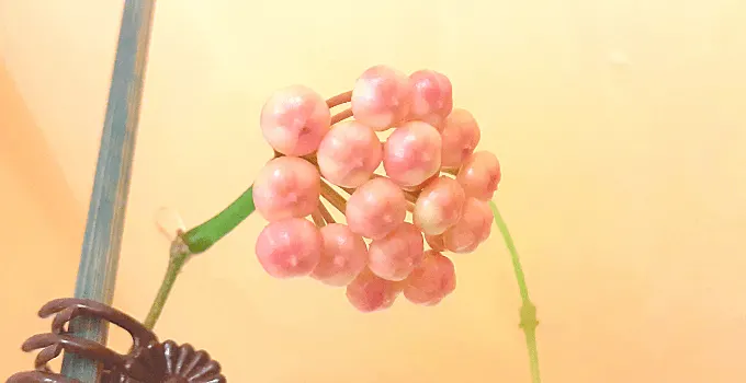 Hoya Rotundiflora