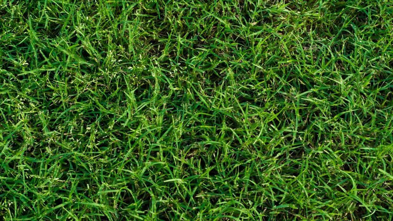 Bermuda Grass