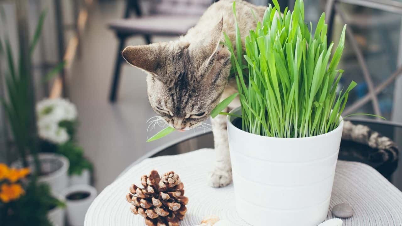 How to Grow Cat Grass without Soil — Let's See! 6