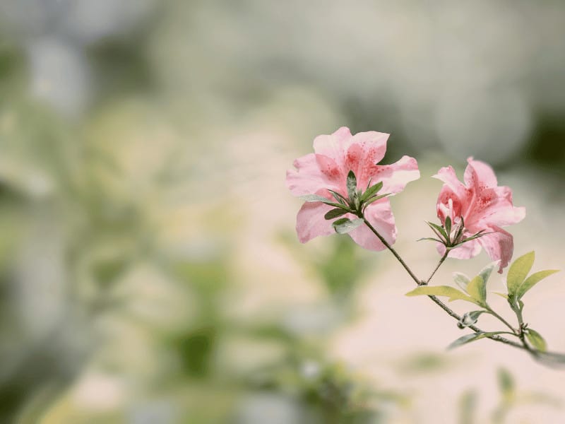 Azaleas