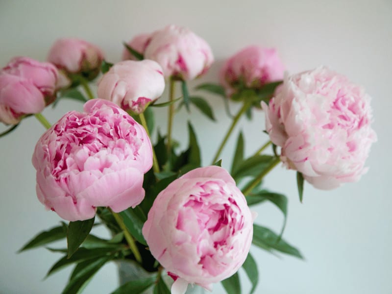 Peonies