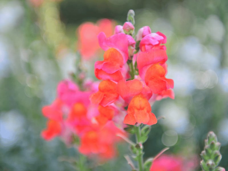 Snapdragons