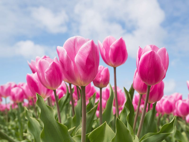 Tulips