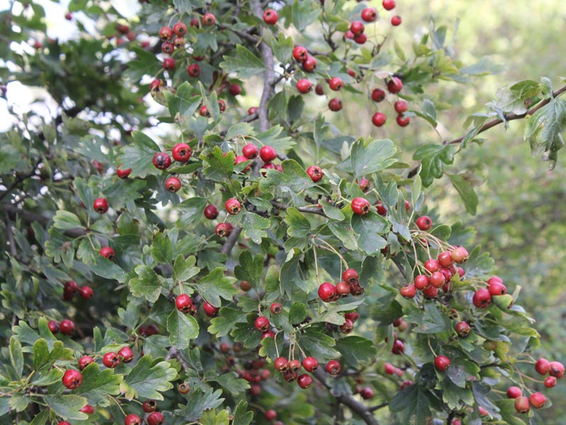 Hawthorn