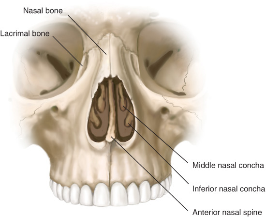 Human Nasal Cavity Anatomy Model Medical Nose Cavity - vrogue.co