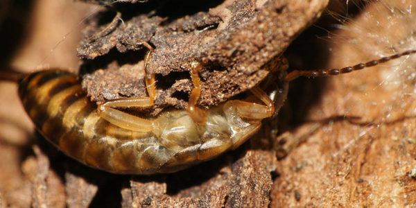 earwig in basement