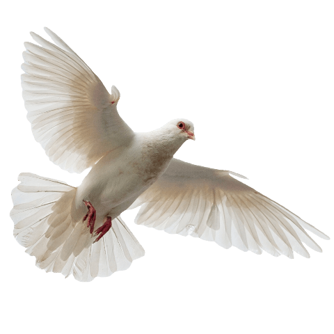 Dove PNG