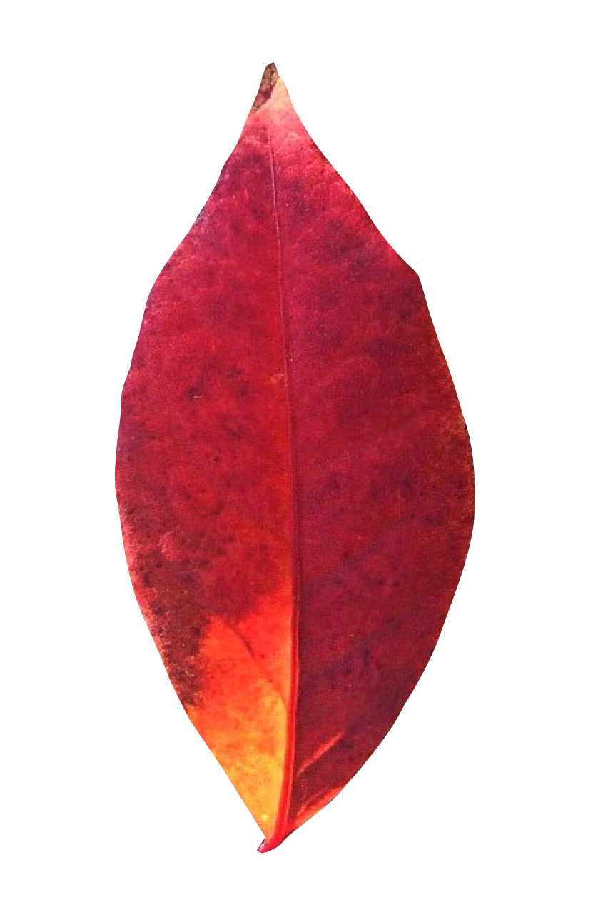 Vibrant Autumn Leaf PNG Image