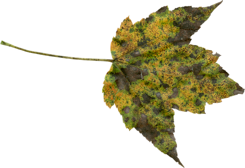 Autumn Leaf Texture PNG Image