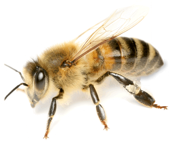 Honey Bee Close Up PNG Image