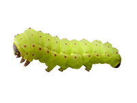 Caterpillar PNG