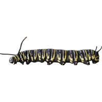 Caterpillar PNG