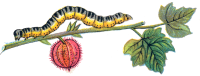 Caterpillar PNG