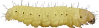 Caterpillar PNG