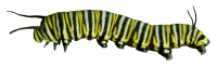 Caterpillar PNG